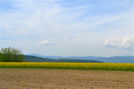 Rapeseed Field