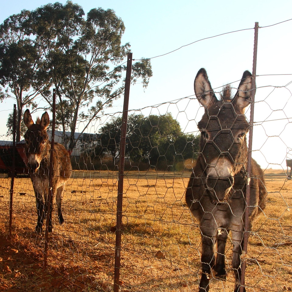 Animal horse resort