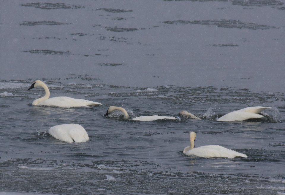 Trumpeter swan at Seedskadee National Wildlife Refuge