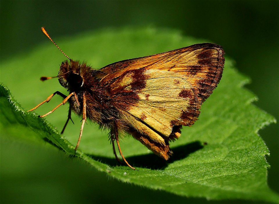 SKIPPER, ZABULON (Lon zabulon) (05-08-2023) charles d owen park, bucombe co, nc -03