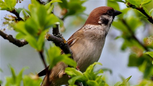 Der Feldsperling macht einen langen Hals