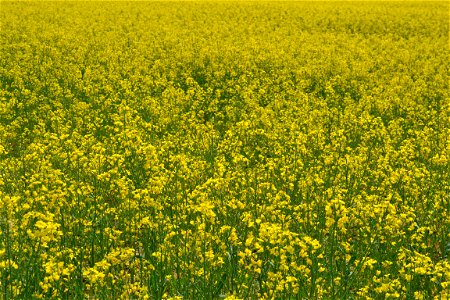 Rapeseed Field photo