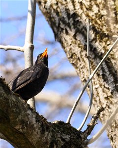 Amsel photo