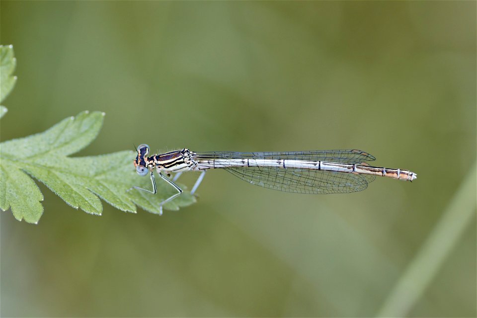 A Platycnemis from Dumitru Rascanu Park, Chisinau