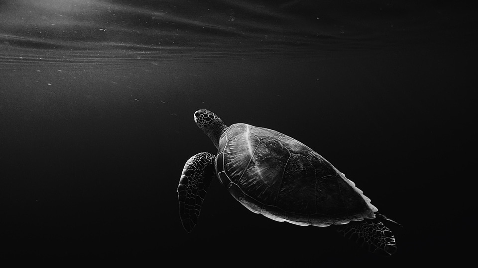 Turtle Animal Sea