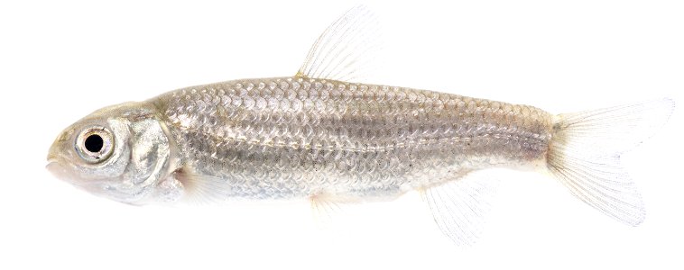 Grass Carp (Ctenopharyngodon idella), Juvenile-5