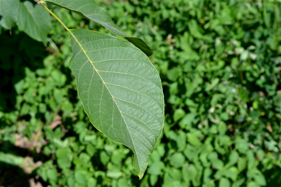 Walnut leaf