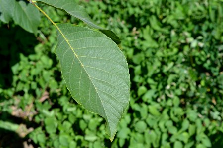 Walnut leaf photo
