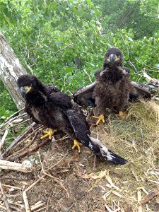 2 Eaglets by USFWS Jeremy N. Moore photo