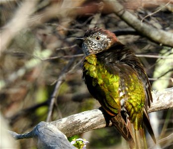 Shining bronze-cuckoo photo
