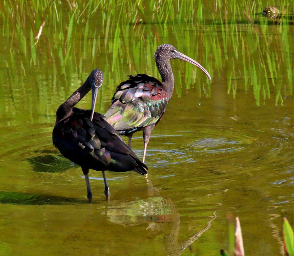 Glossy Ibis at Green Cay