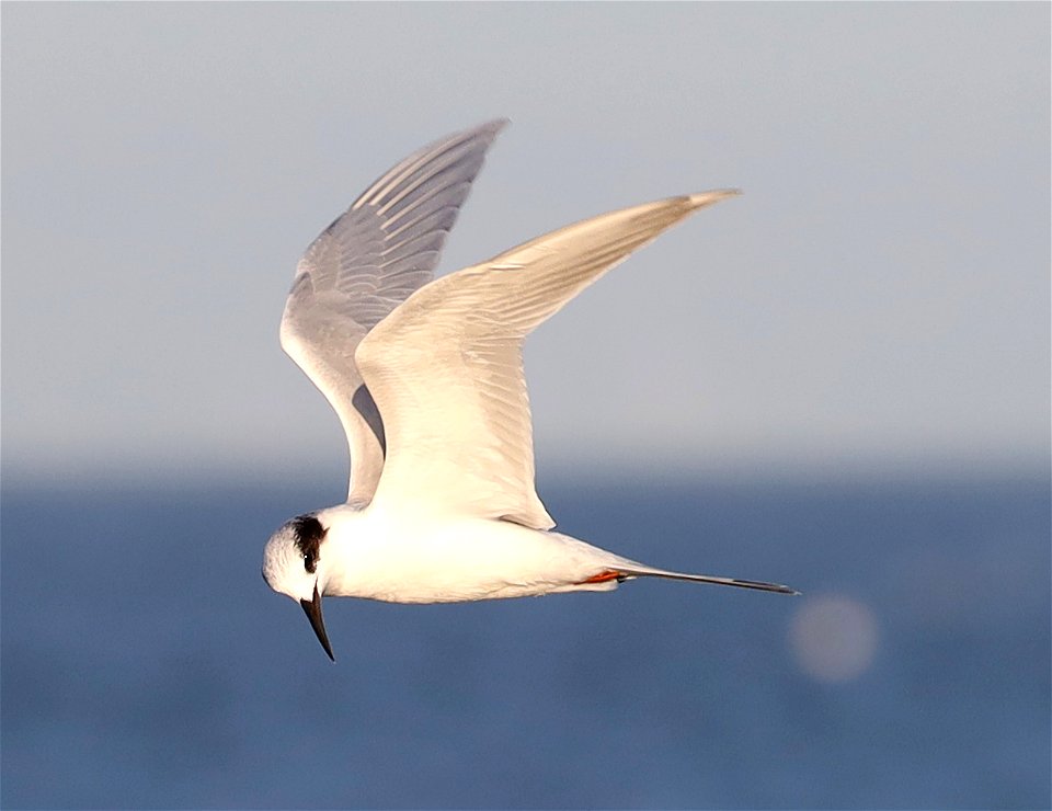 389 - FORSTER'S TERN (12-04-2021) convention center, south padre island, cameron co, tx -01 photo