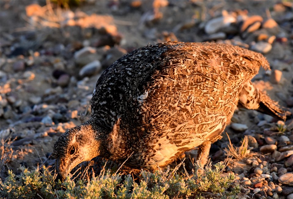 Greater sage-grouse at Seedskadee National Wildlife Refuge