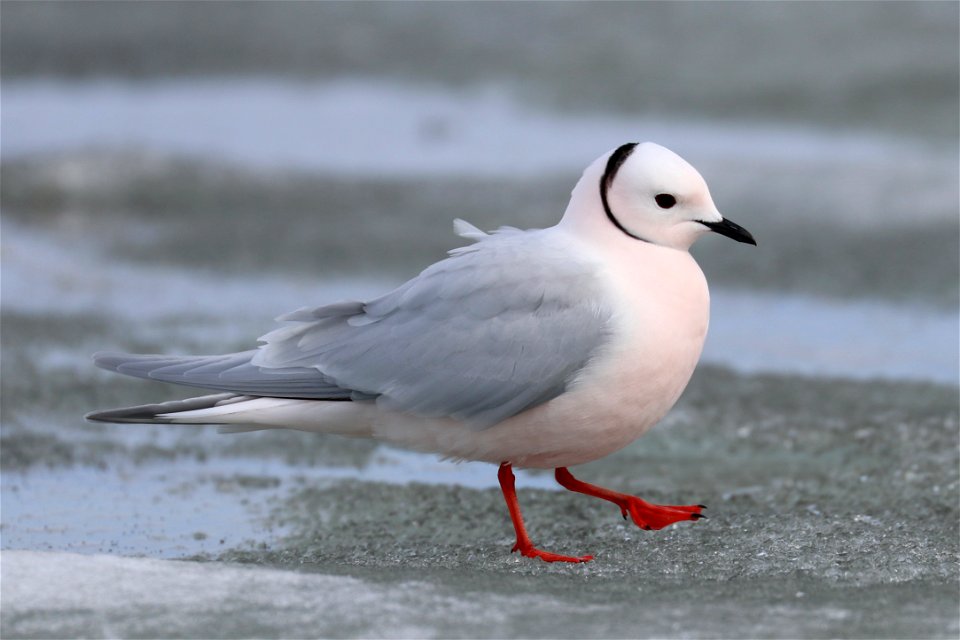 Ross's Gull