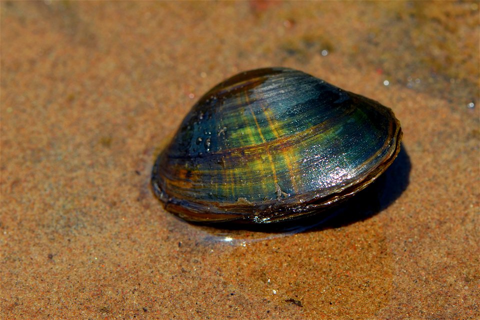 Higgins eye pearlymussel