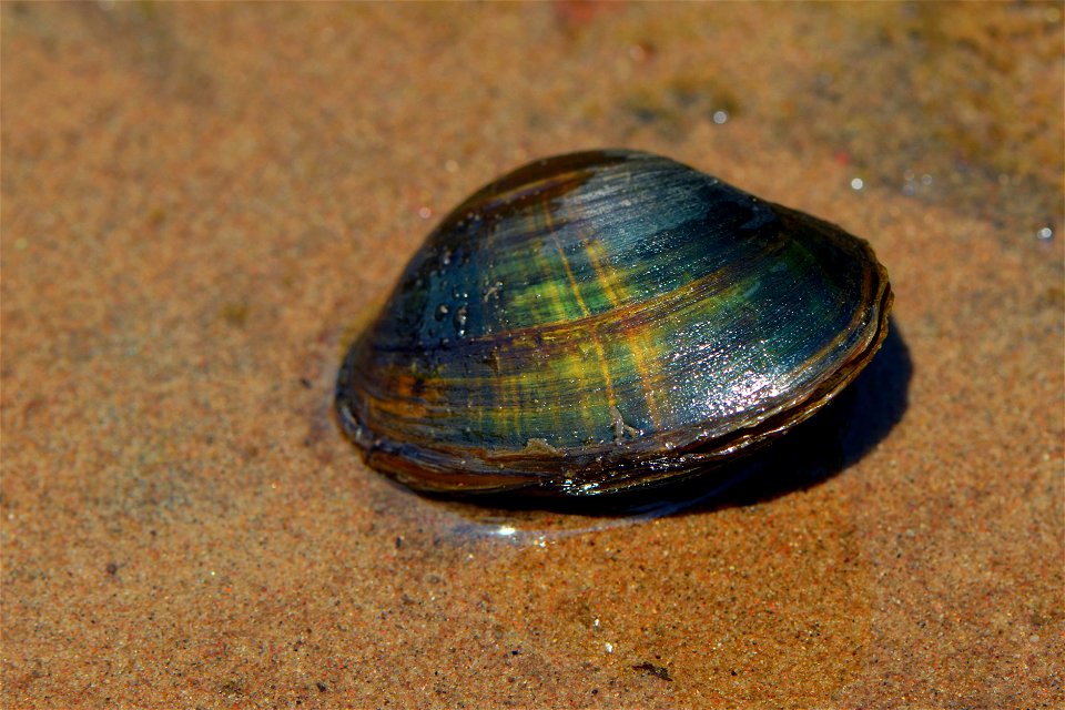 Higgins eye pearlymussel photo