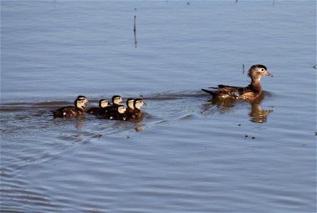 Wood duck hen with young photo