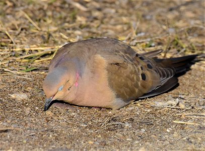 Mourning dove at Seedskadee National Wildlife Refuge