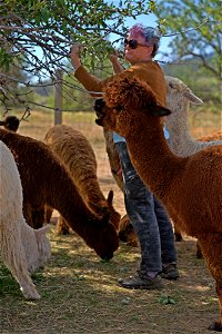 Alpaca Almond Queen photo