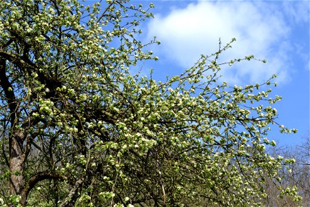 Spring ,April 2023