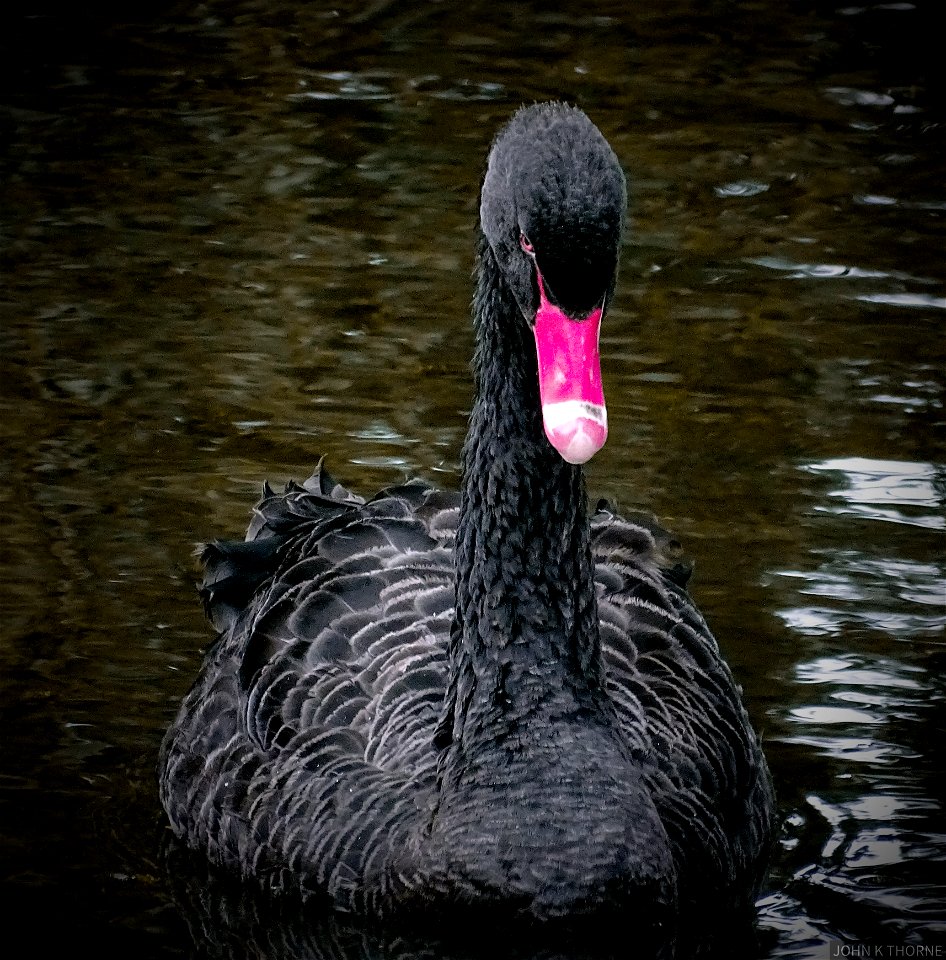 Black Swan