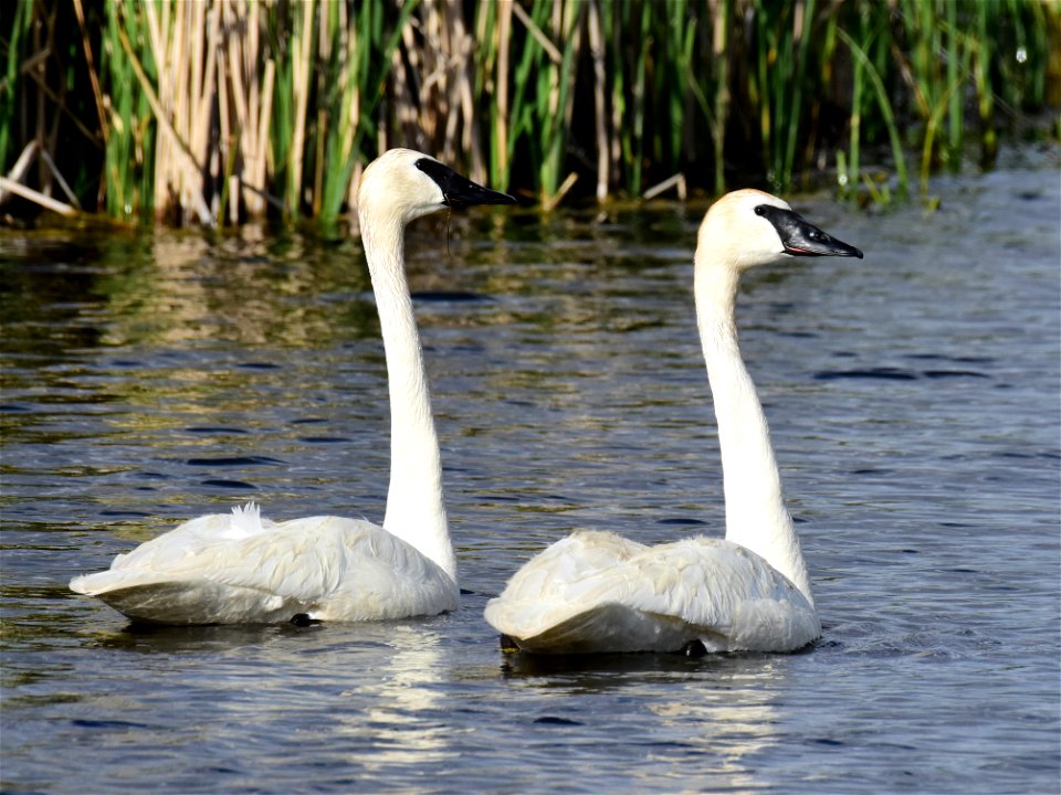 Trumpeter swans at Seedskadee National Wildlife Refuge