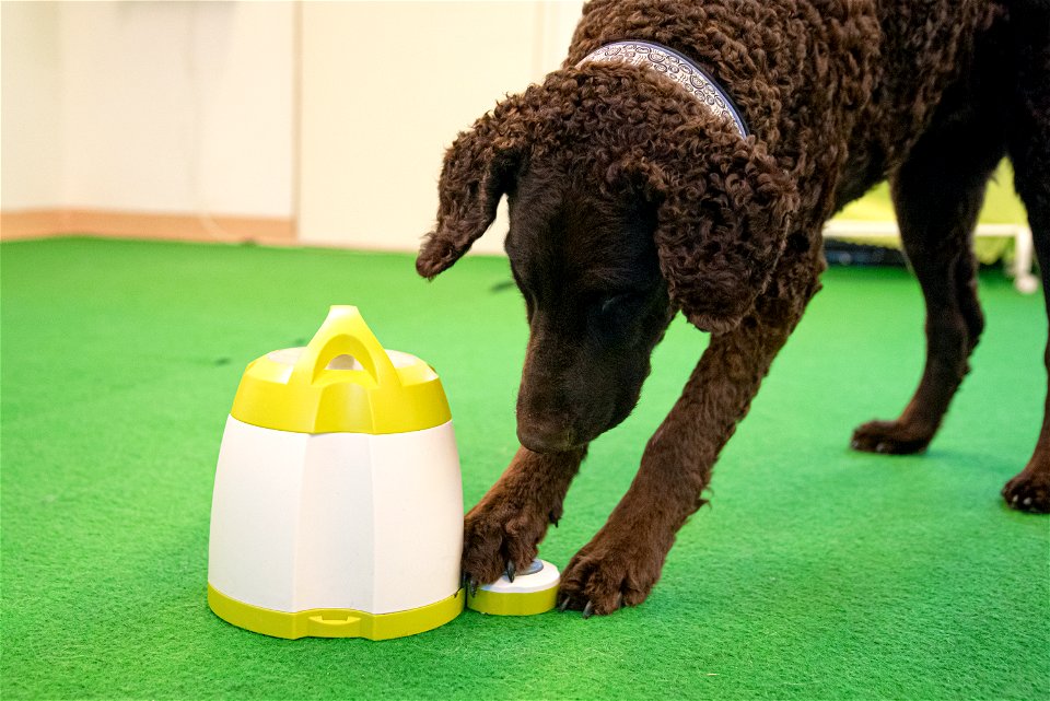 SmartDog, Riihimäki
