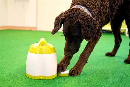SmartDog, Riihimäki