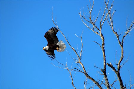 American Bald Eagle on Lake Andes Wetland Management District South Dakota photo