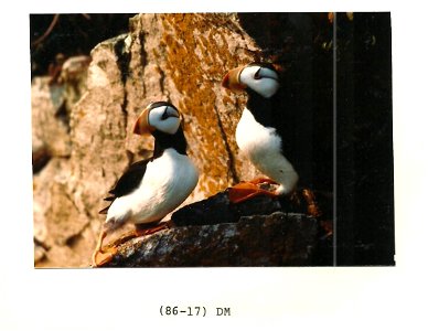 (1986) Horned Puffins photo