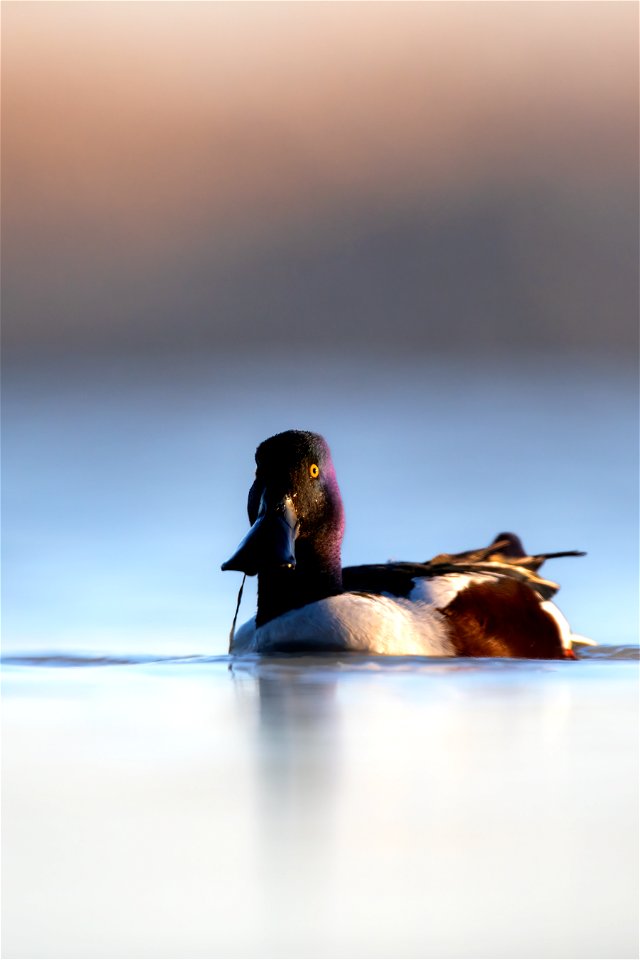 Northern shoveler