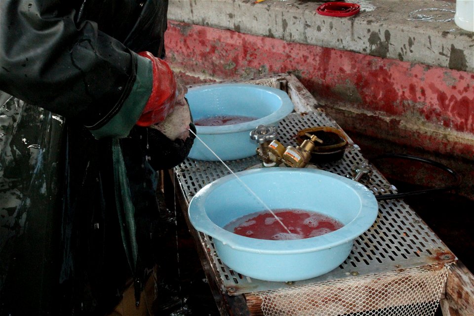 Fertilizing Rainbow Trout Eggs photo