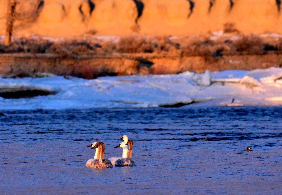 Trumpeter swans at Seedskadee National Wildlife Refuge