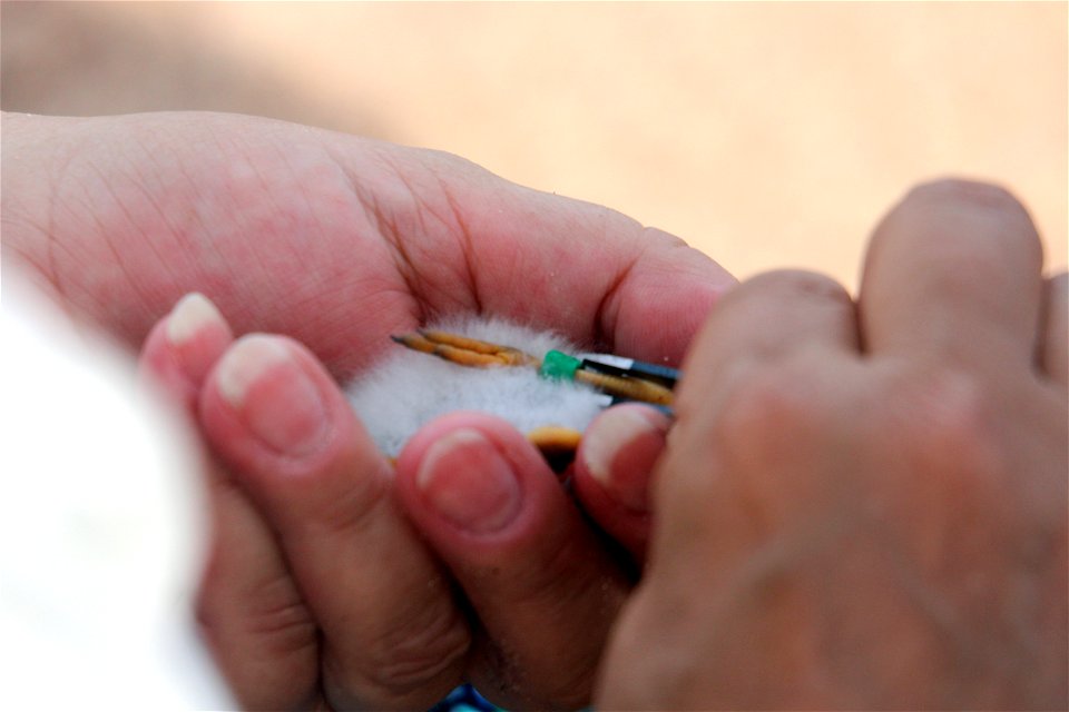 Piping Plover Banding on the Apostle Islands