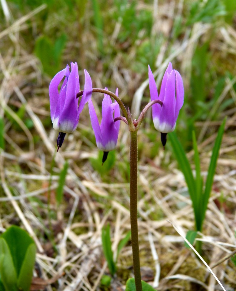 Shooting Star_6-27-10