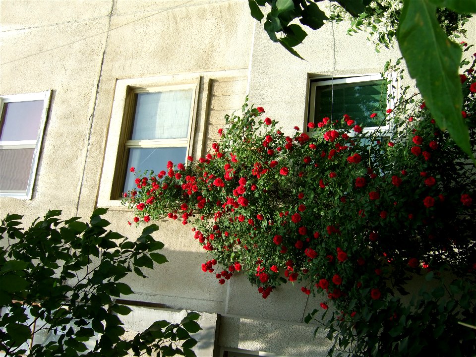 trandaf-bis2009_0517_105605