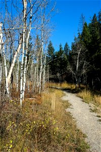 Bare aspens along trail