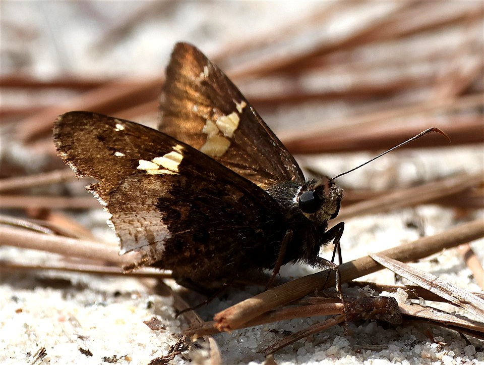 HOARY EDGE (Achalarus lyciades) (05-13-2023) carver's creek state park, cumberland co, nc -05