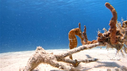 Face shot seahorse Red Slave Bonaire. photo