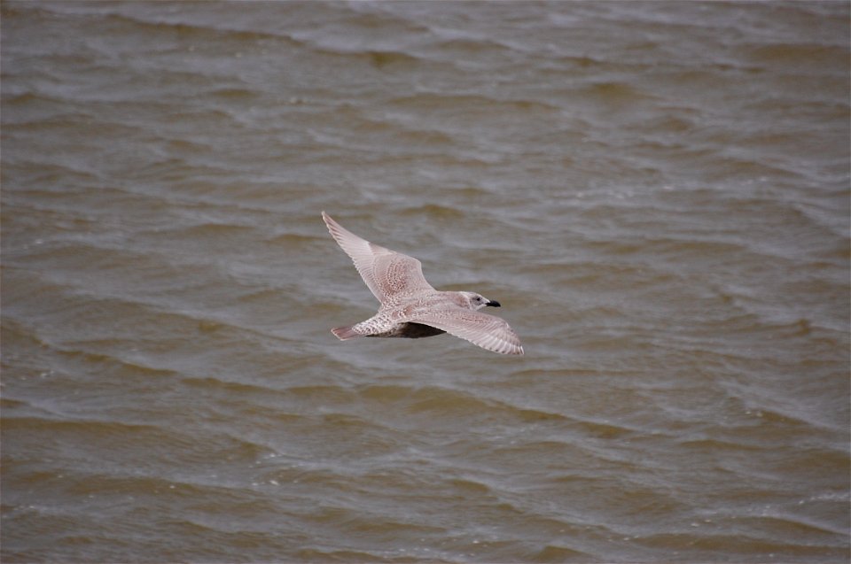 Glaucous-winged Gull