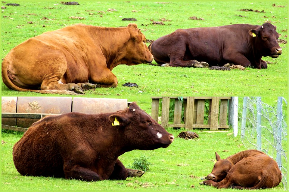“How now brown cow”