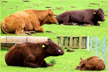 “How now brown cow” photo