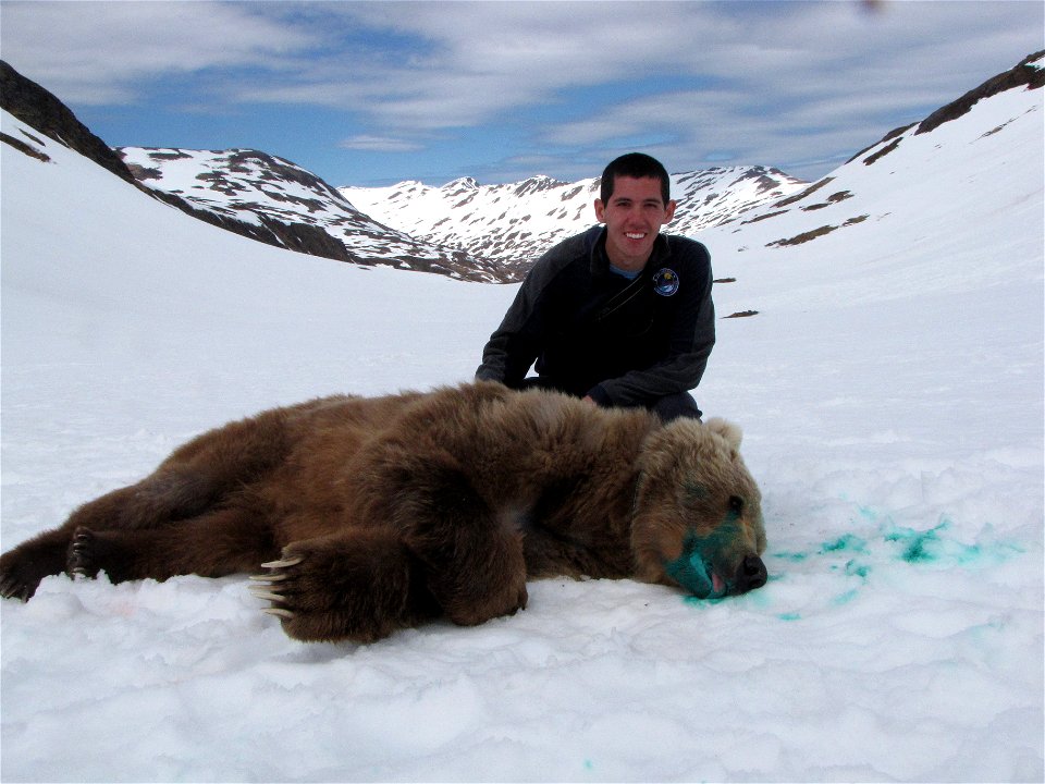 Volunteer Tyler Tran helps with bear captures
