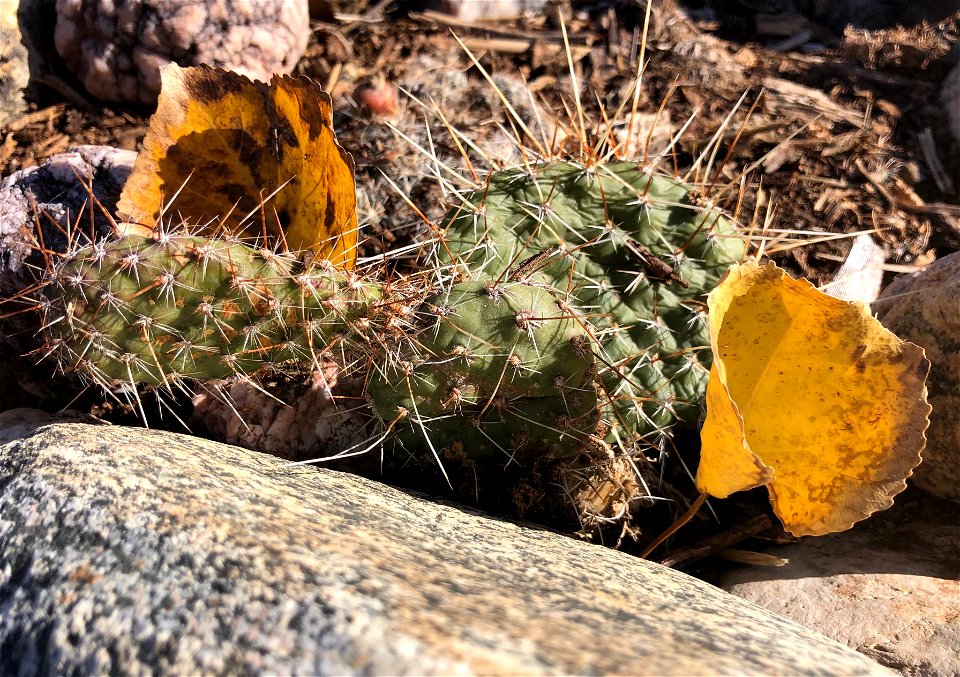 2022/365/285 Opuntia Populus
