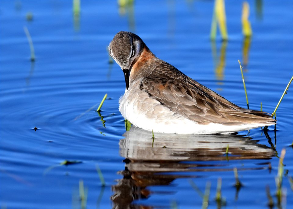 Wilson's phalarope at Seedskadee National Wildlife Refuge