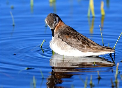Wilson's phalarope at Seedskadee National Wildlife Refuge