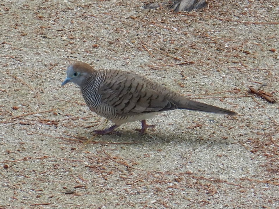 Geopelia striata 6