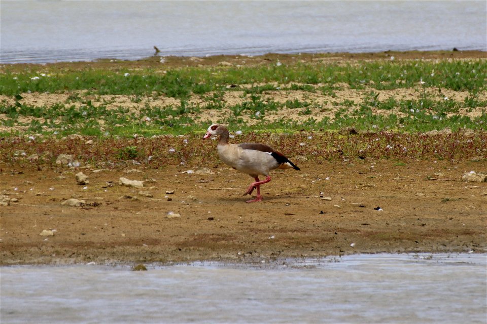 Egyptian Goose Adult