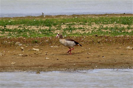 Egyptian Goose Adult photo