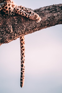 Animal leopard big cat photo